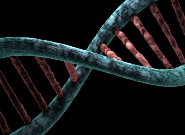Regeneración Dental y CRISPR
